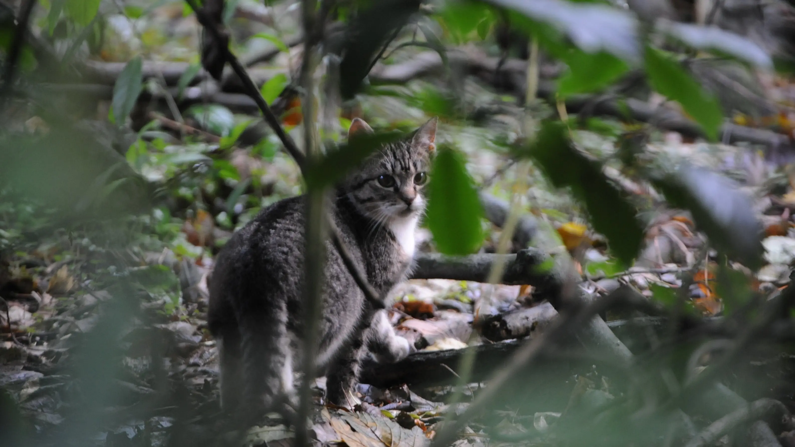 Microchipping, desexing could be proposed for Dunedin cats