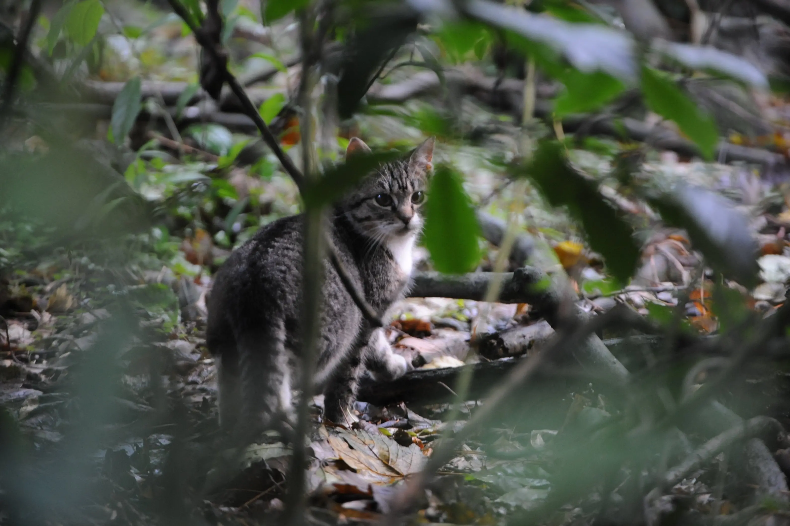 Microchipping, desexing could be proposed for Dunedin cats