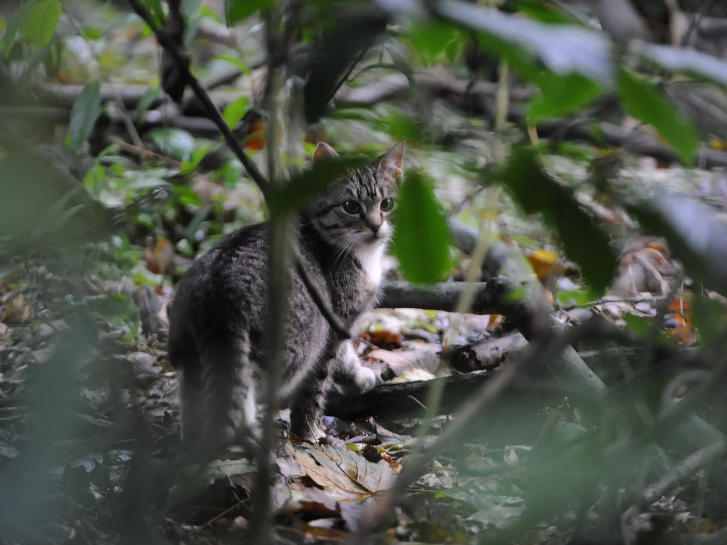 Microchipping, desexing could be proposed for Dunedin cats