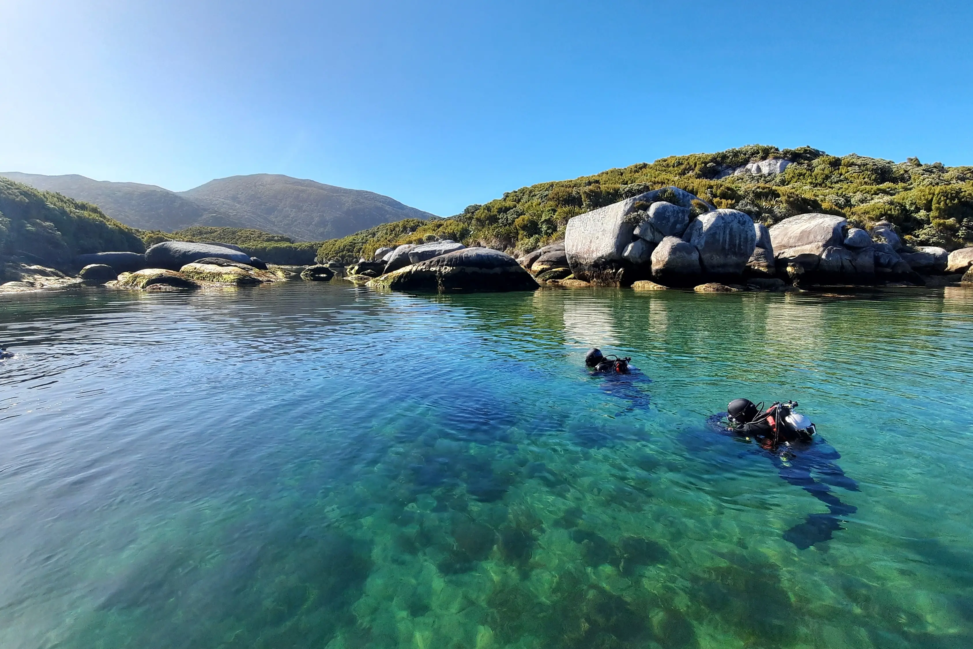 Divers survey for <i>Undaria</i> at Stewart Island in 2023. Photo: supplied