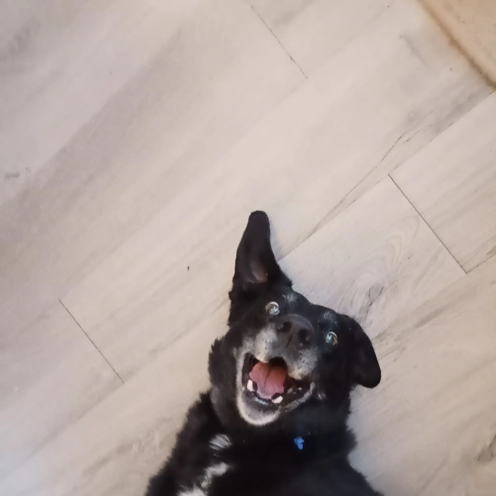 Picture-perfect pets