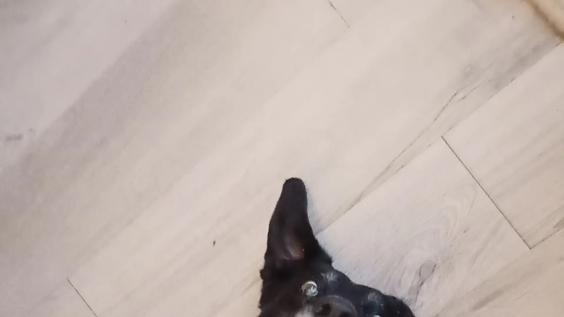 Picture-perfect pets