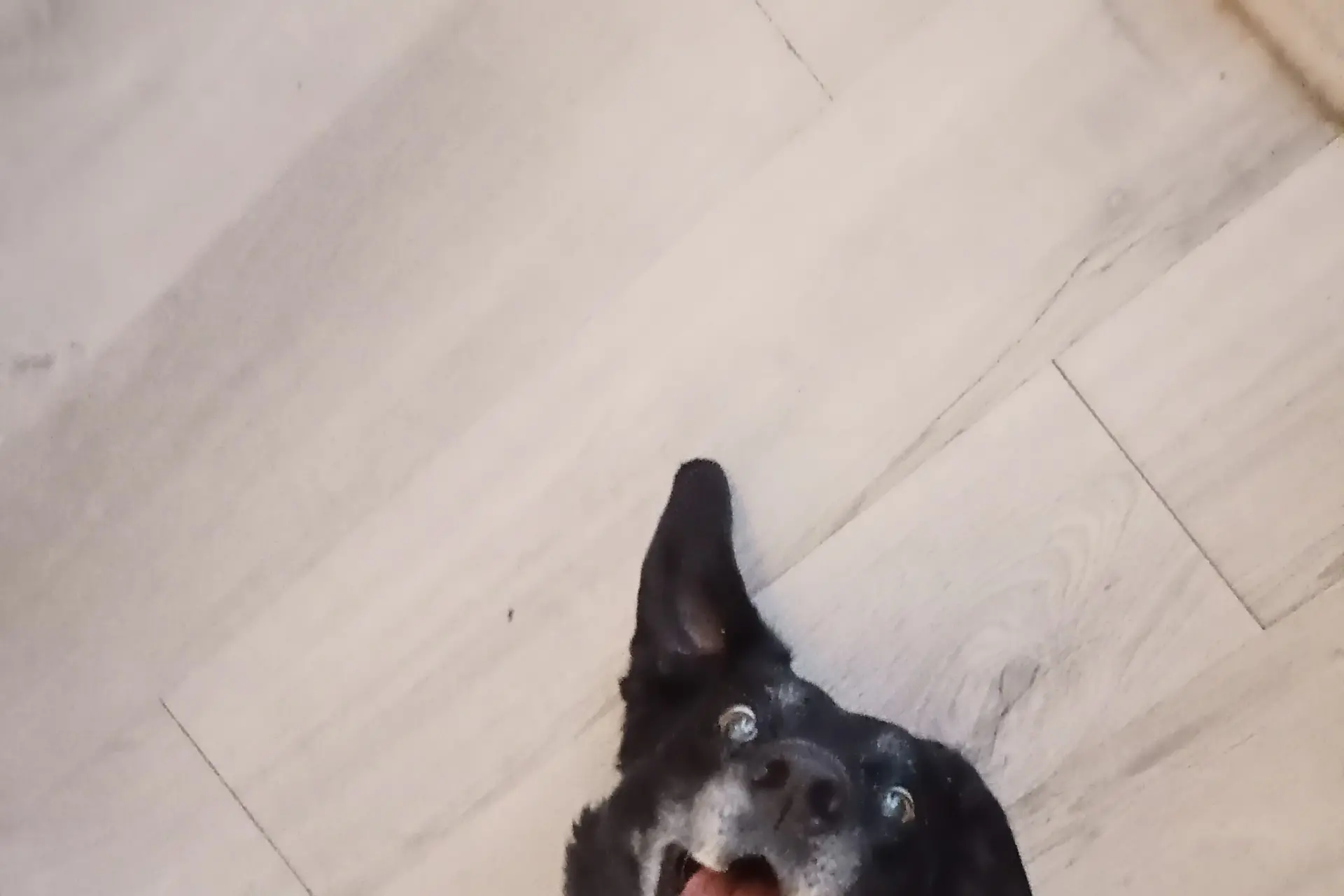 Cassie may be 14, but she\\'s still decently active - at least when there\\'s food around. Although apparently becoming more deaf, she still enjoys having a small run around out in the garden. Photo: Supplied
