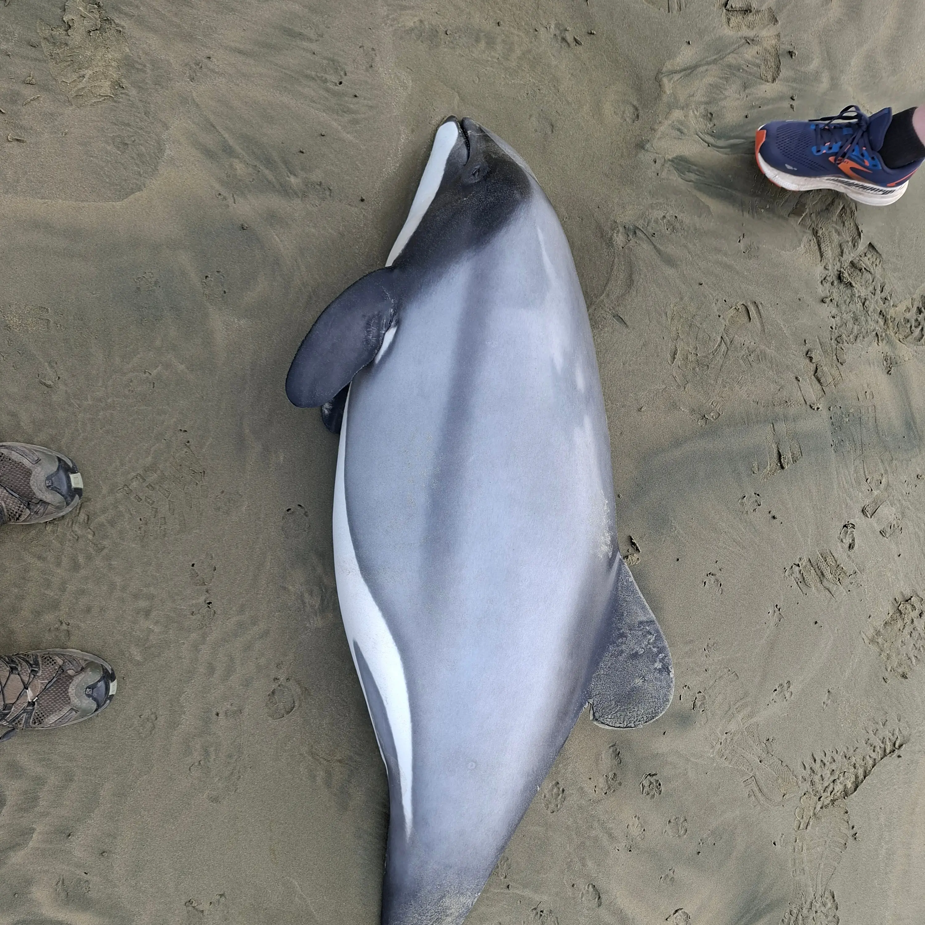 Toxoplasmosis confirmed as cause of pregnant dolphin’s death