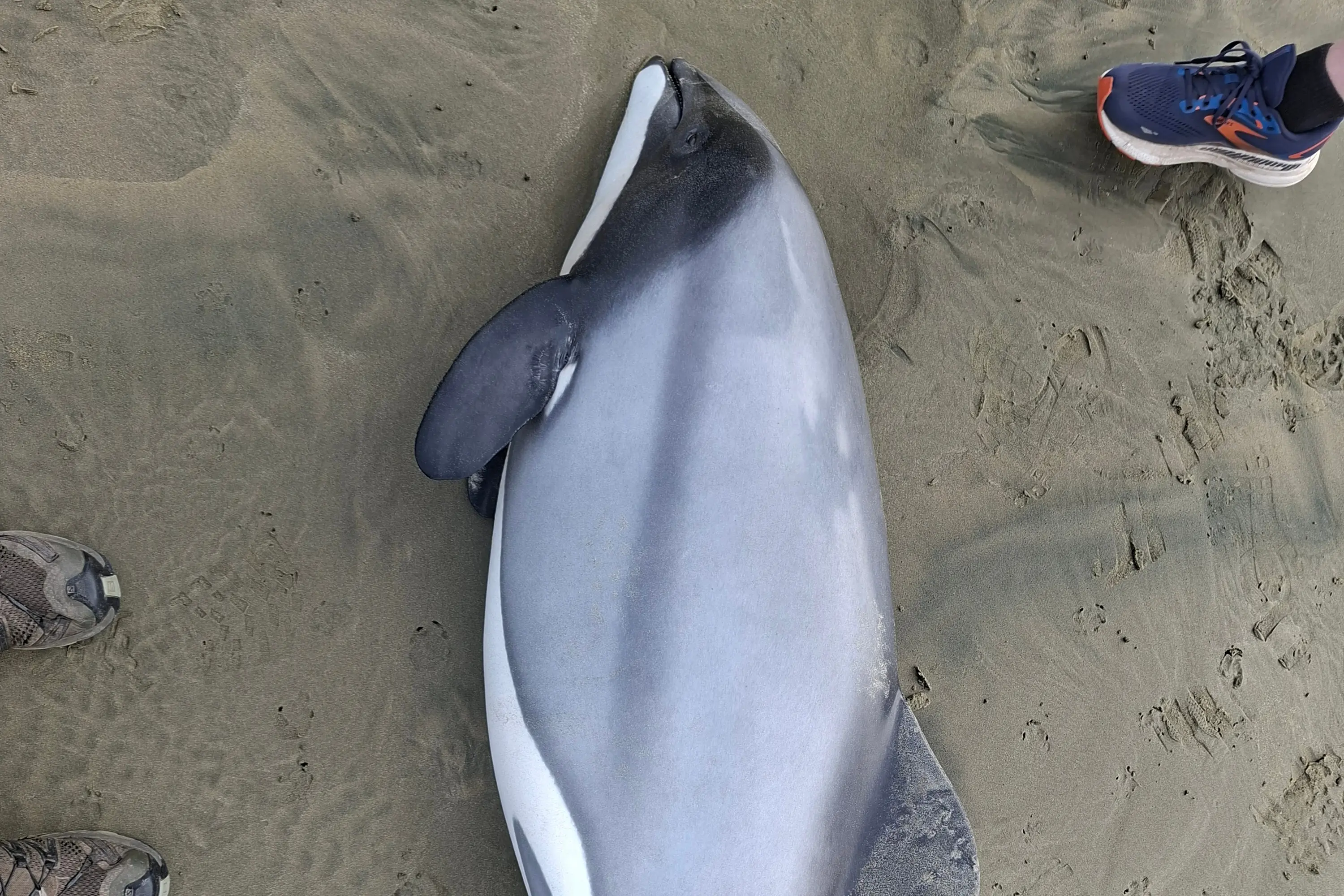The dead Hectors Dolphin found near Invercargill. PHOTO: Jacob McKay / DOC