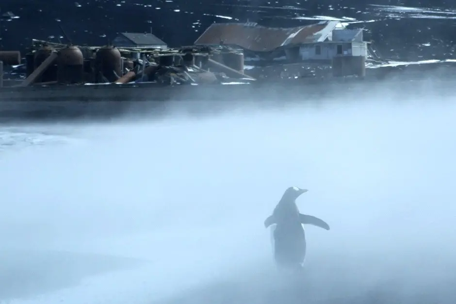 New University of Otago research shows some bird species use the sulphurous steam of geothermal areas to clean themselves of pathogens and parasites. Photo: Supplied