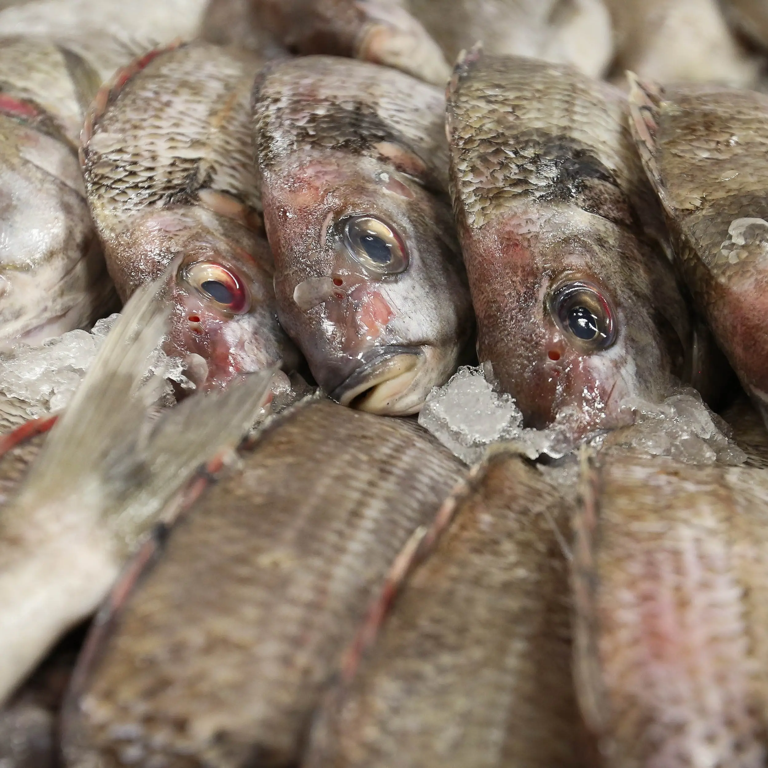 Elephant fish catch takes plunge as minister admits there will be economic impact