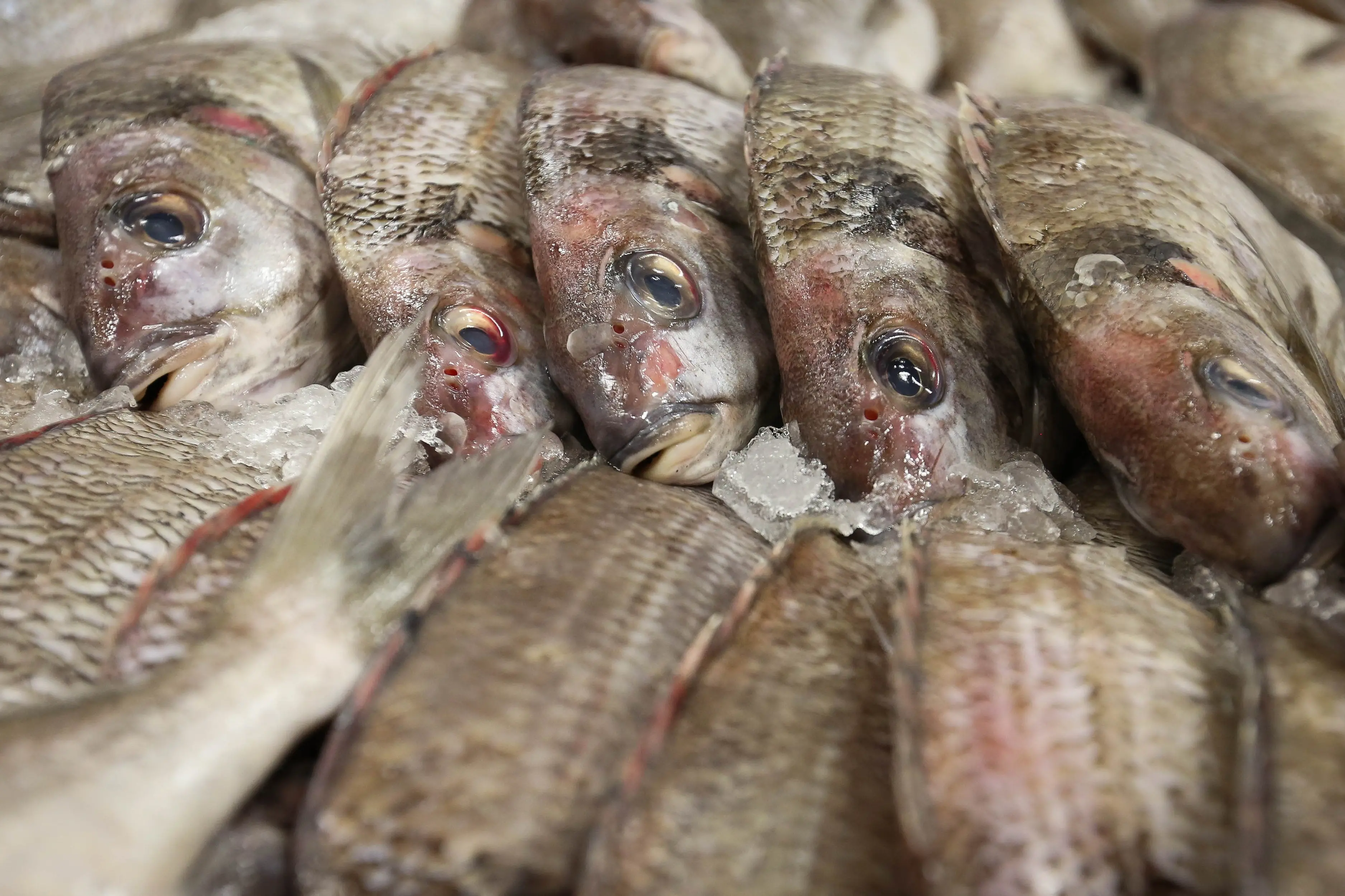 Tarakihi catch limits have changed. Photo: RNZ