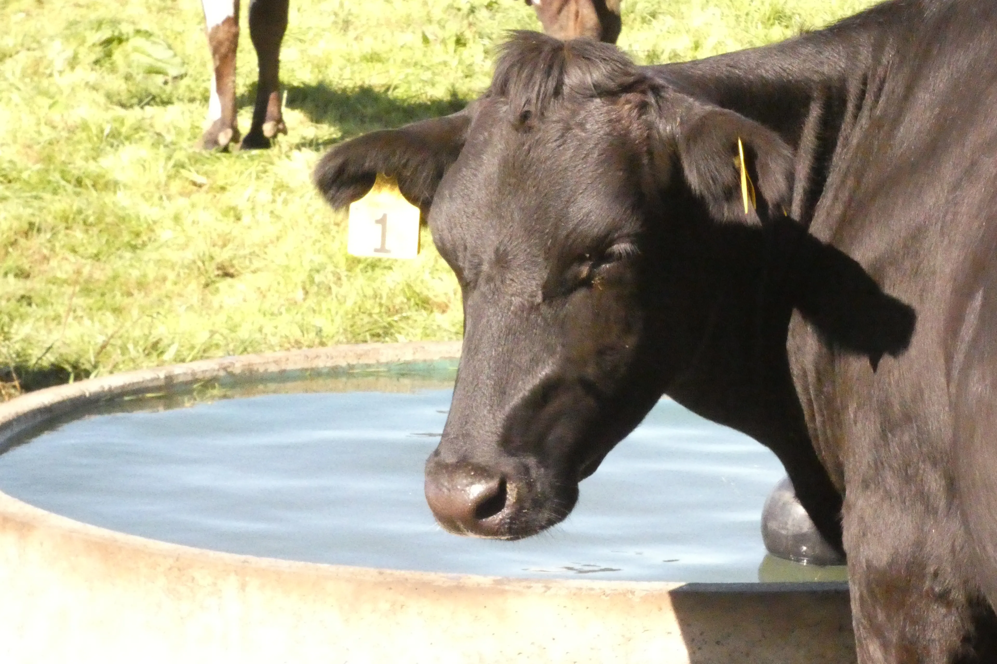 Canterbury dairy farmers enjoying plentiful pasture growth and good rain this spring are also wary of the costly spillover from strong El Ni\\u00F1o forecasts. Photo: Tim Cronshaw