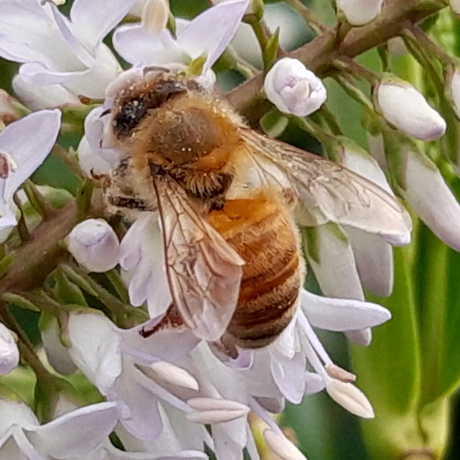 Bee aware — it’s honey foraging time