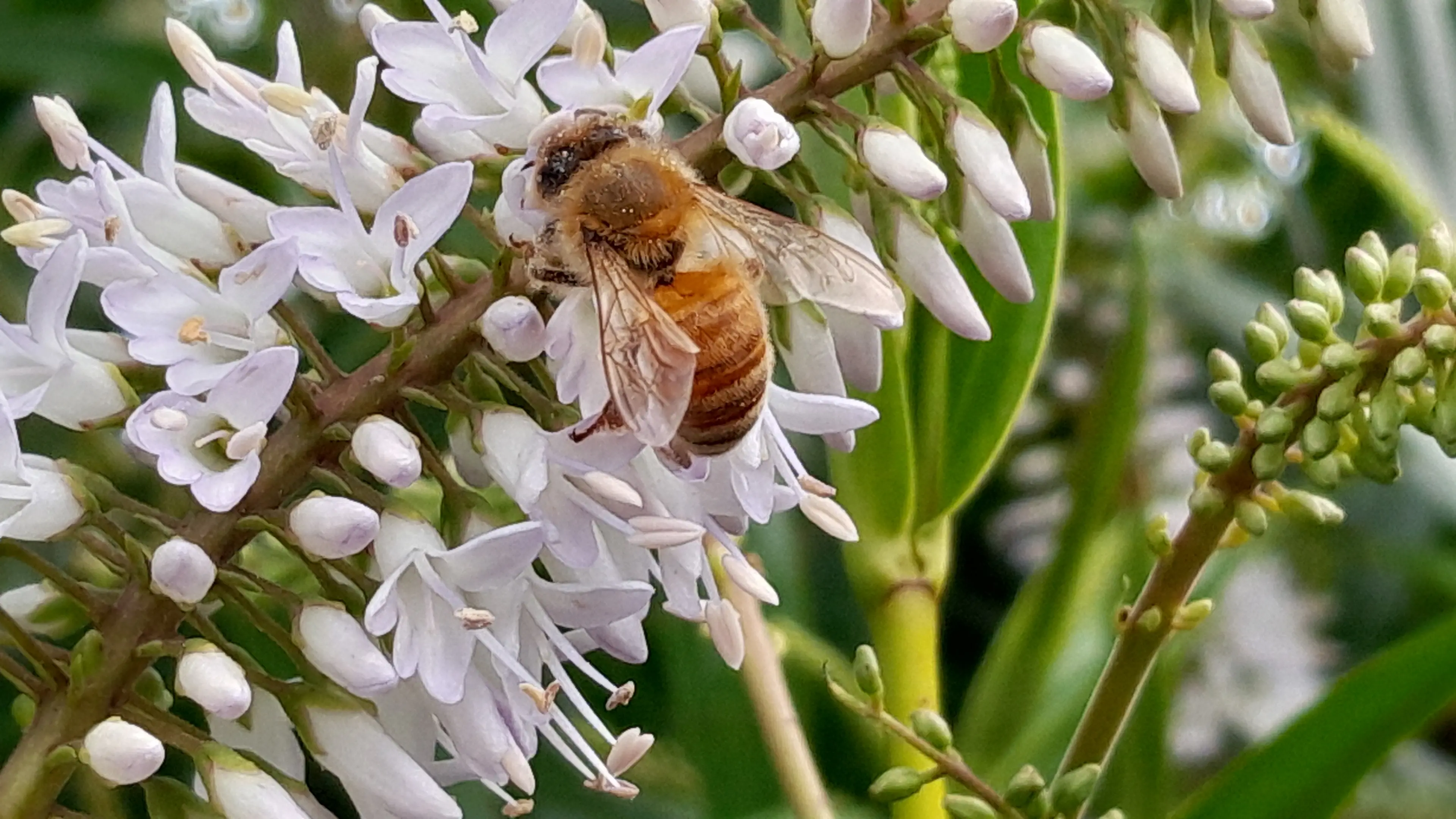 Bee aware — it’s honey foraging time