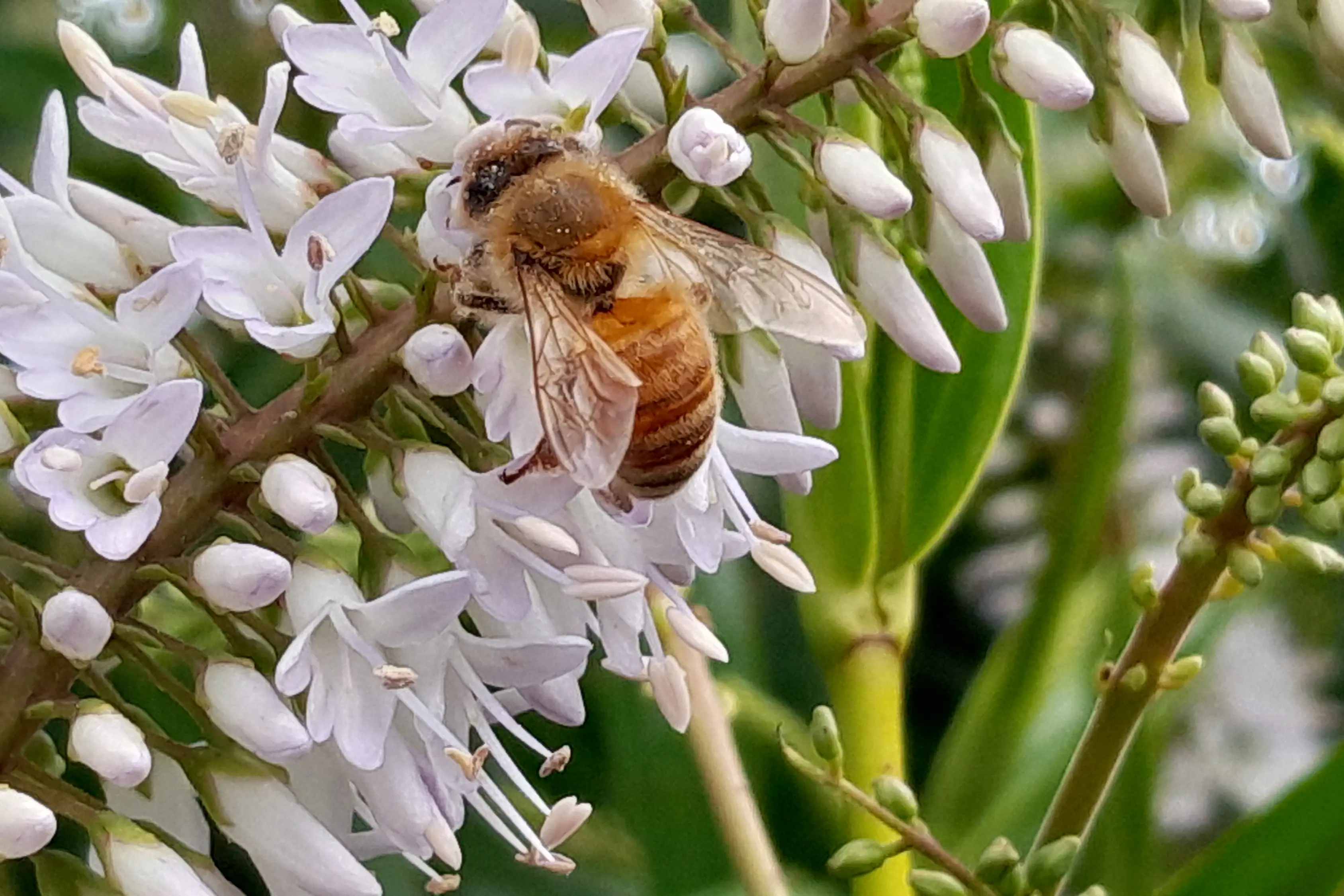 There are 41 species of bee in New Zealand, including the iconic honeybee. Photo: Kat Lord