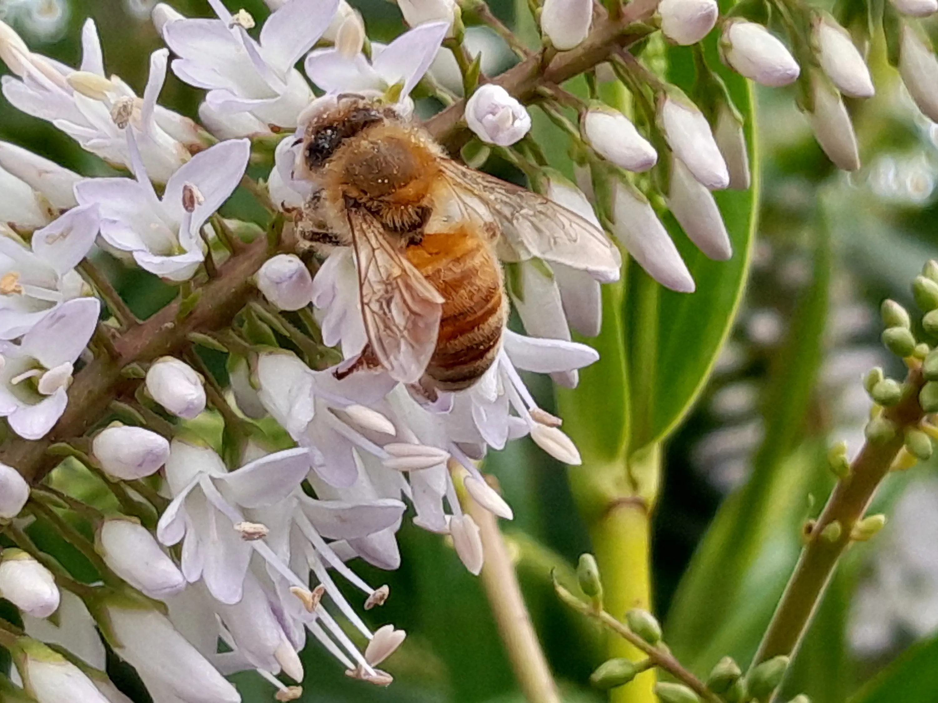 Bee aware — it’s honey foraging time