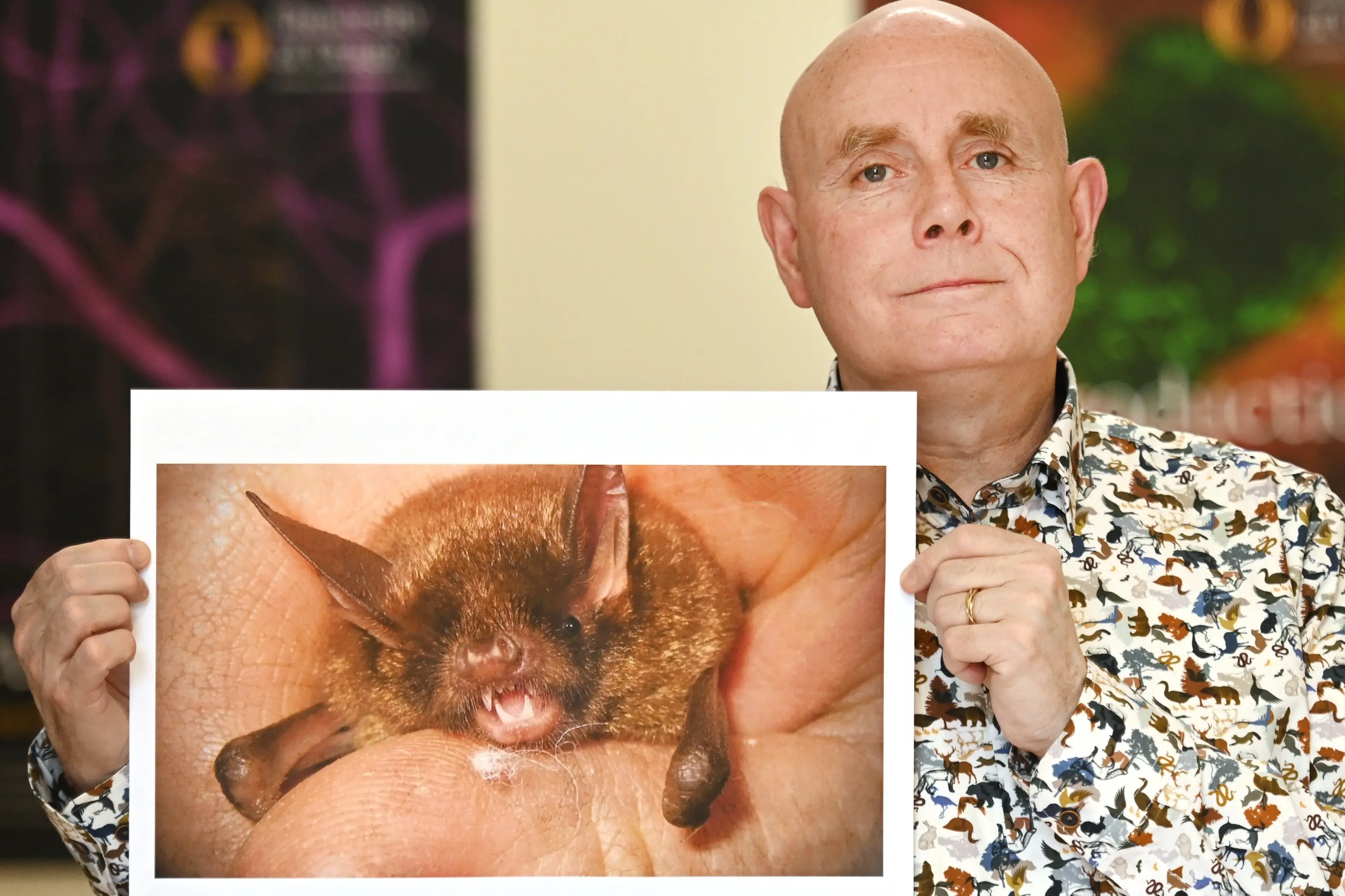 Anatomy researcher Prof Neil Gemmell has sequenced the genome of a Pekapeka short-tailed bat which has helped redraw the bat family tree. Wednesday 230926 Photo: Linda Robertson