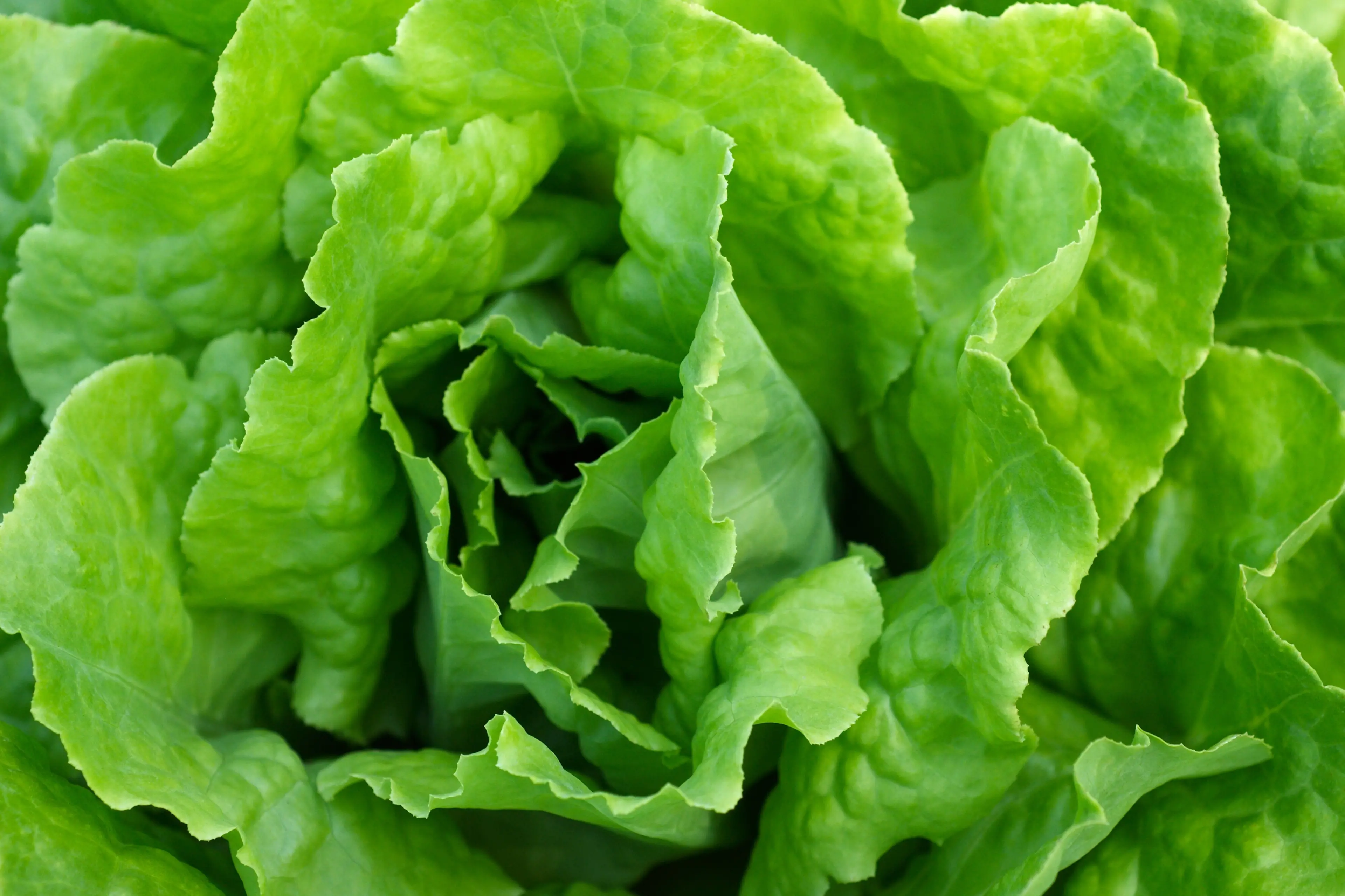 Sow now . . . Sow lettuce in trays now and transplant when 2cm-3cm tall. Photo File