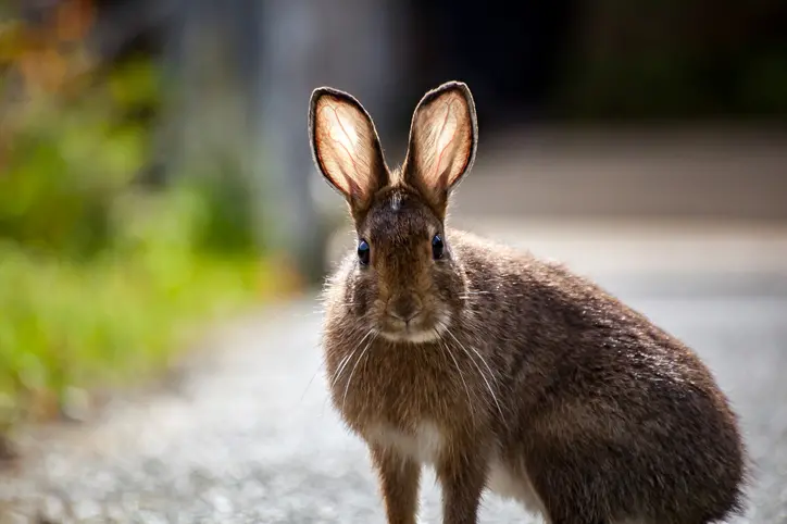 A driver on meth and cannabis blamed a rabbit on the road for his crash. Photo: File image / Getty