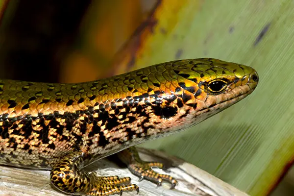 The green skink is one of the many lizard species residing in the project area of the proposed Bendigo-Ophir mine. Photo: Supplied