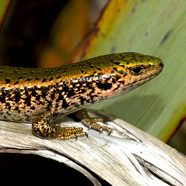 Santana makes $10 million offer to protect lizards