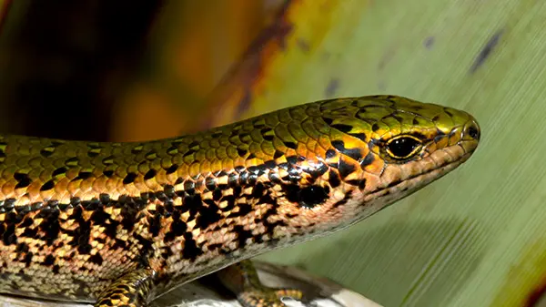 Santana makes $10 million offer to protect lizards