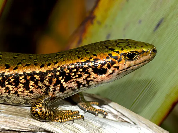 Santana makes $10 million offer to protect lizards