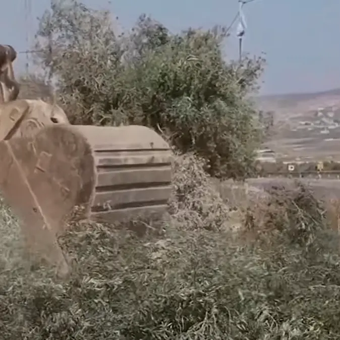 Israeli bulldozers crush Palestinian olive trees ahead of harvest