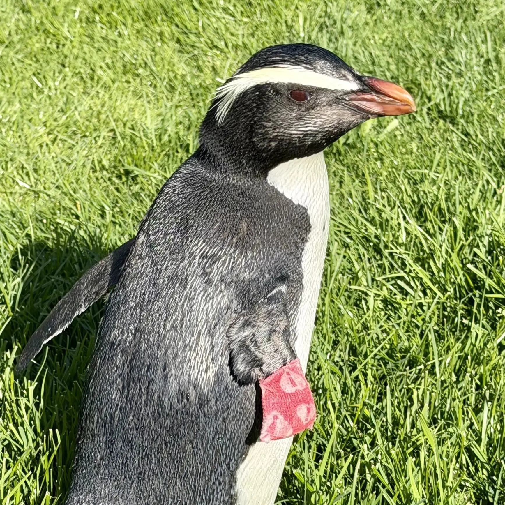 Rare penguin to make new home on Coast