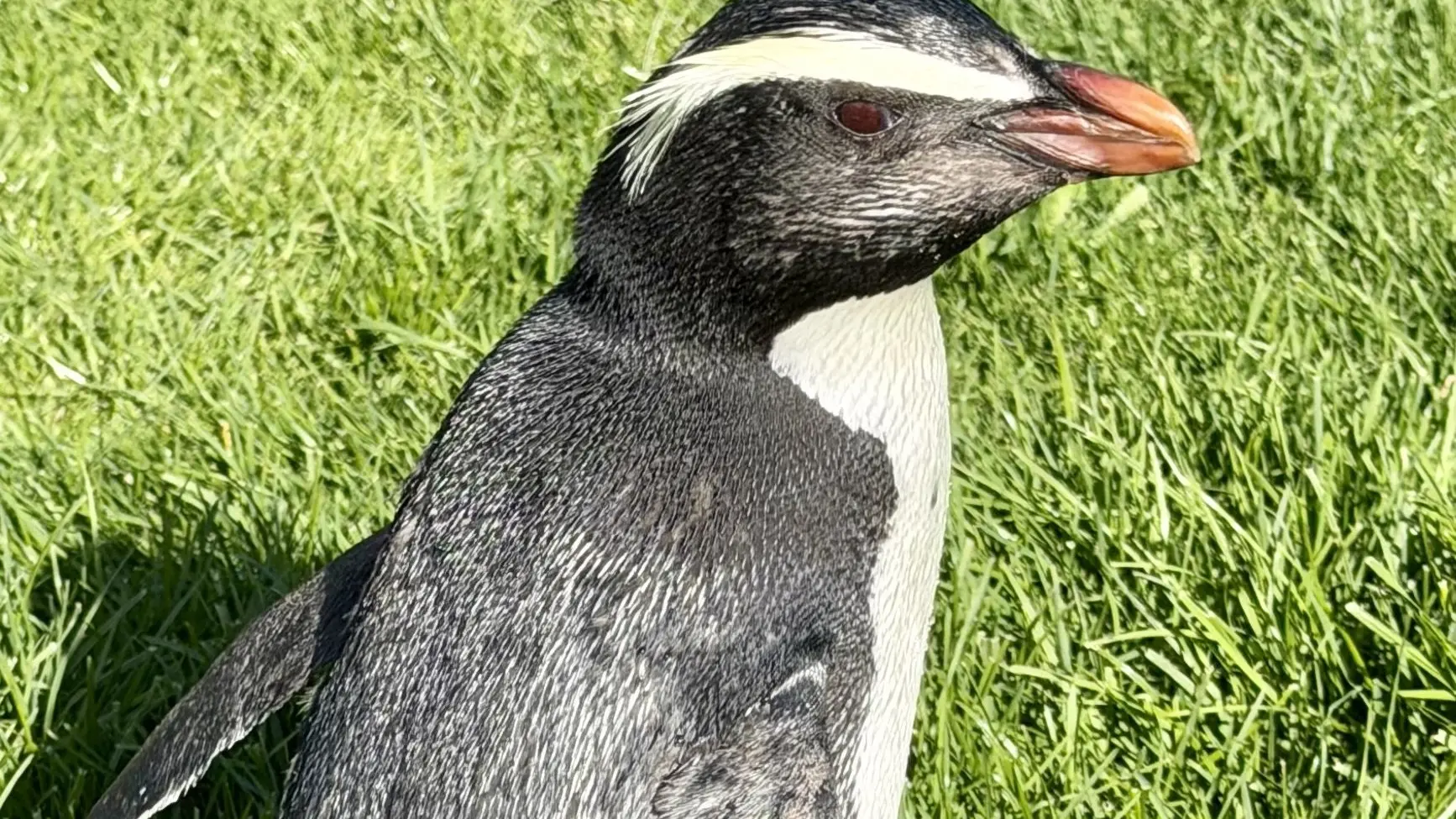 Rare penguin to make new home on Coast