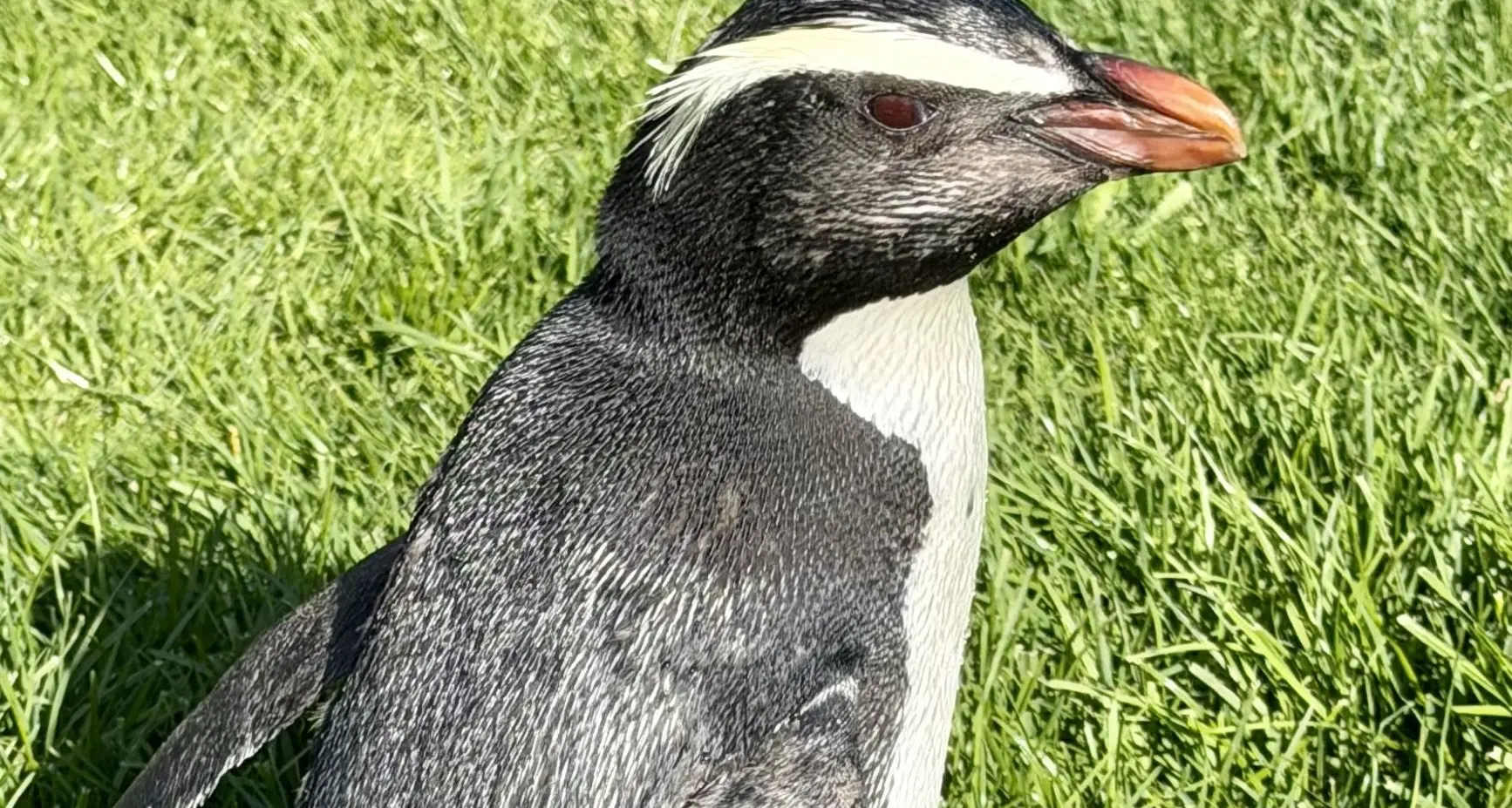 Rare penguin to make new home on Coast