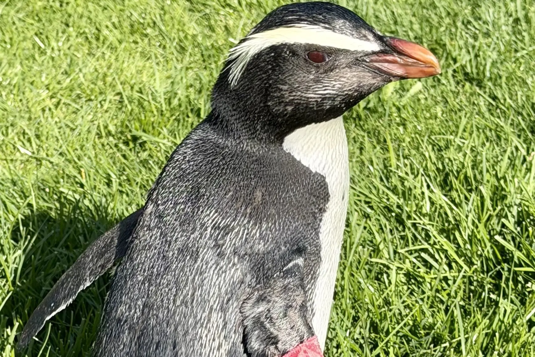 Rare penguin to make new home on Coast