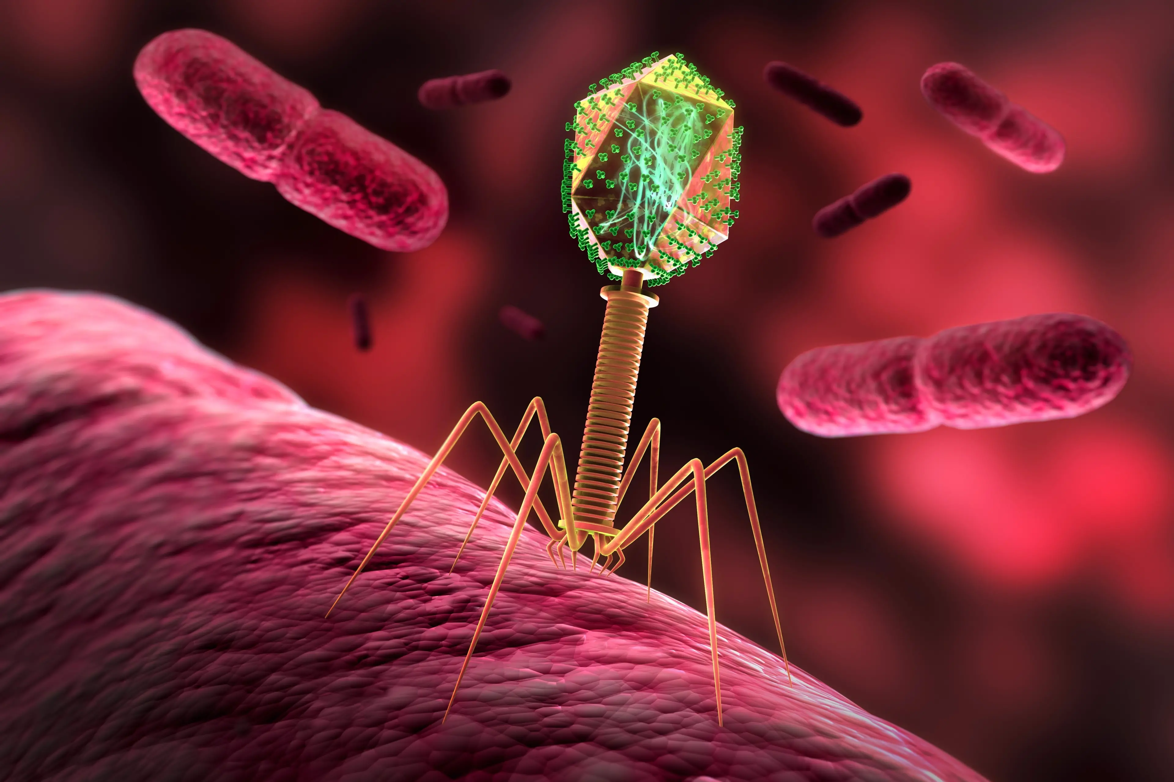 A medical illustration of a bacteriophage infecting bacterium. Photo: Getty Images