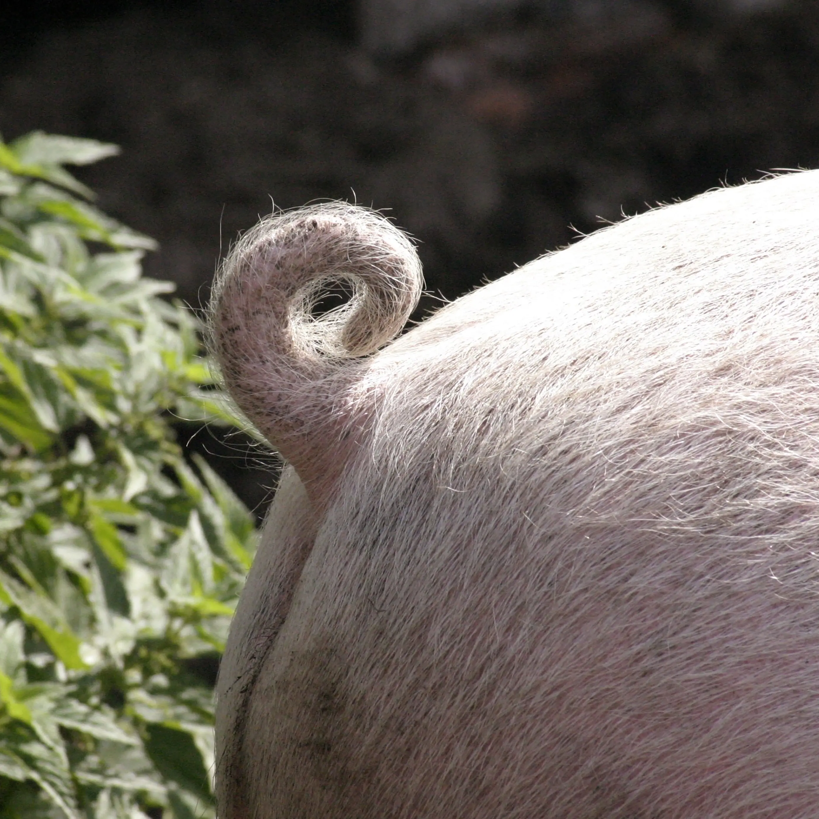 Pig problem solved after rowdy hog rehomed