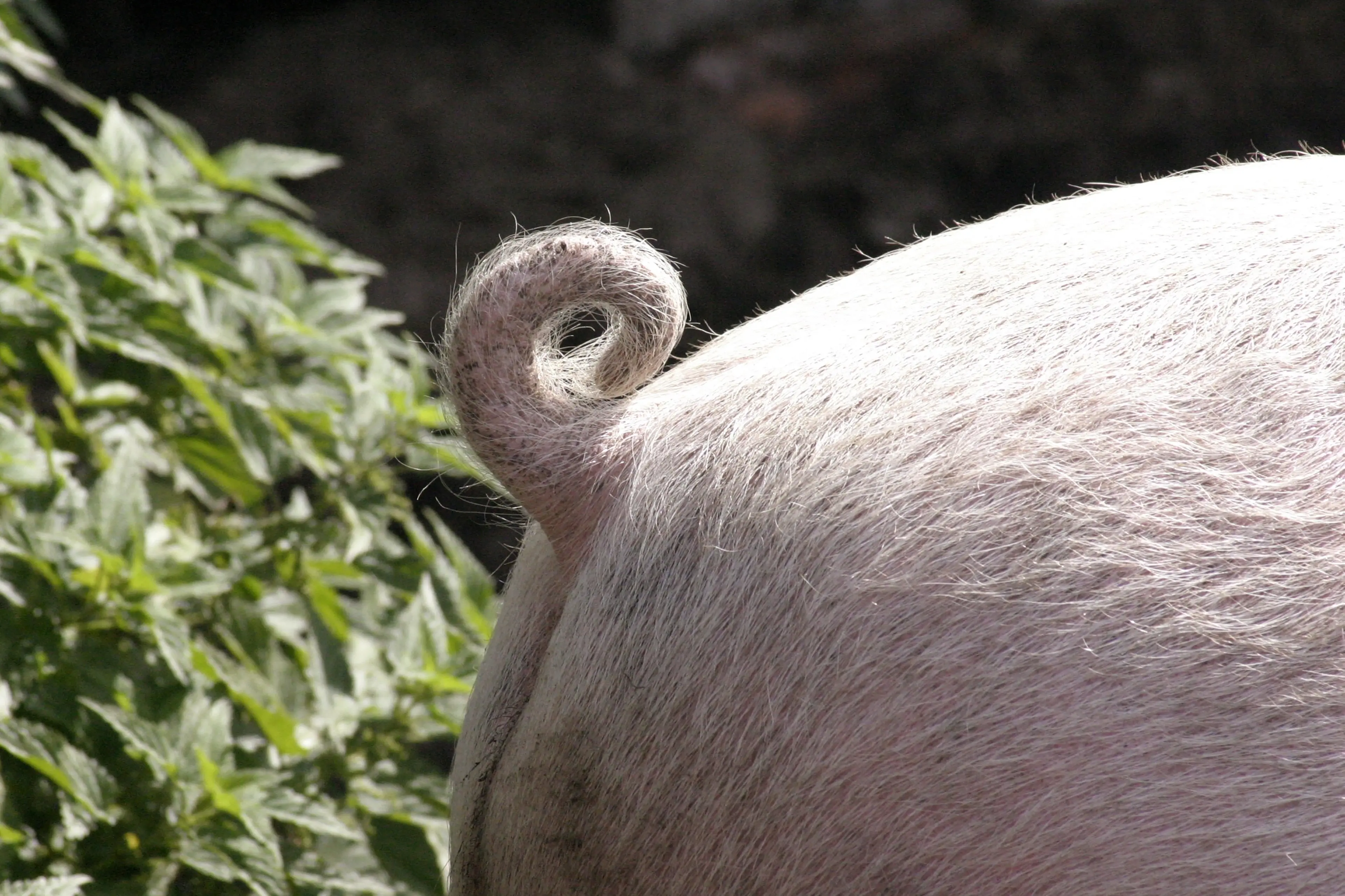 Anthony Officer threatened to slit the throat of a roving suburban pig. Photo: Michael Wedermann