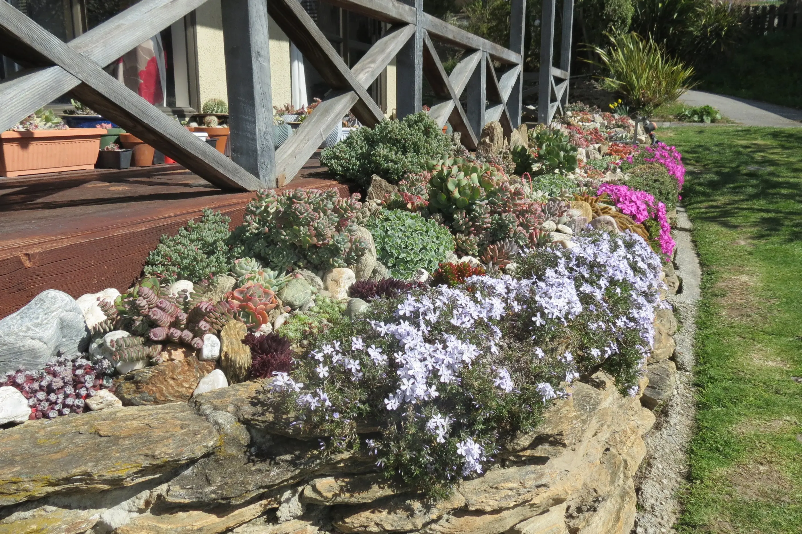 The garden of Phanie and Alan Thomas, of Alexandra, featuring succulents and cacti was on show during the Blossom Festival garden tour last year. Photo: ODT Files