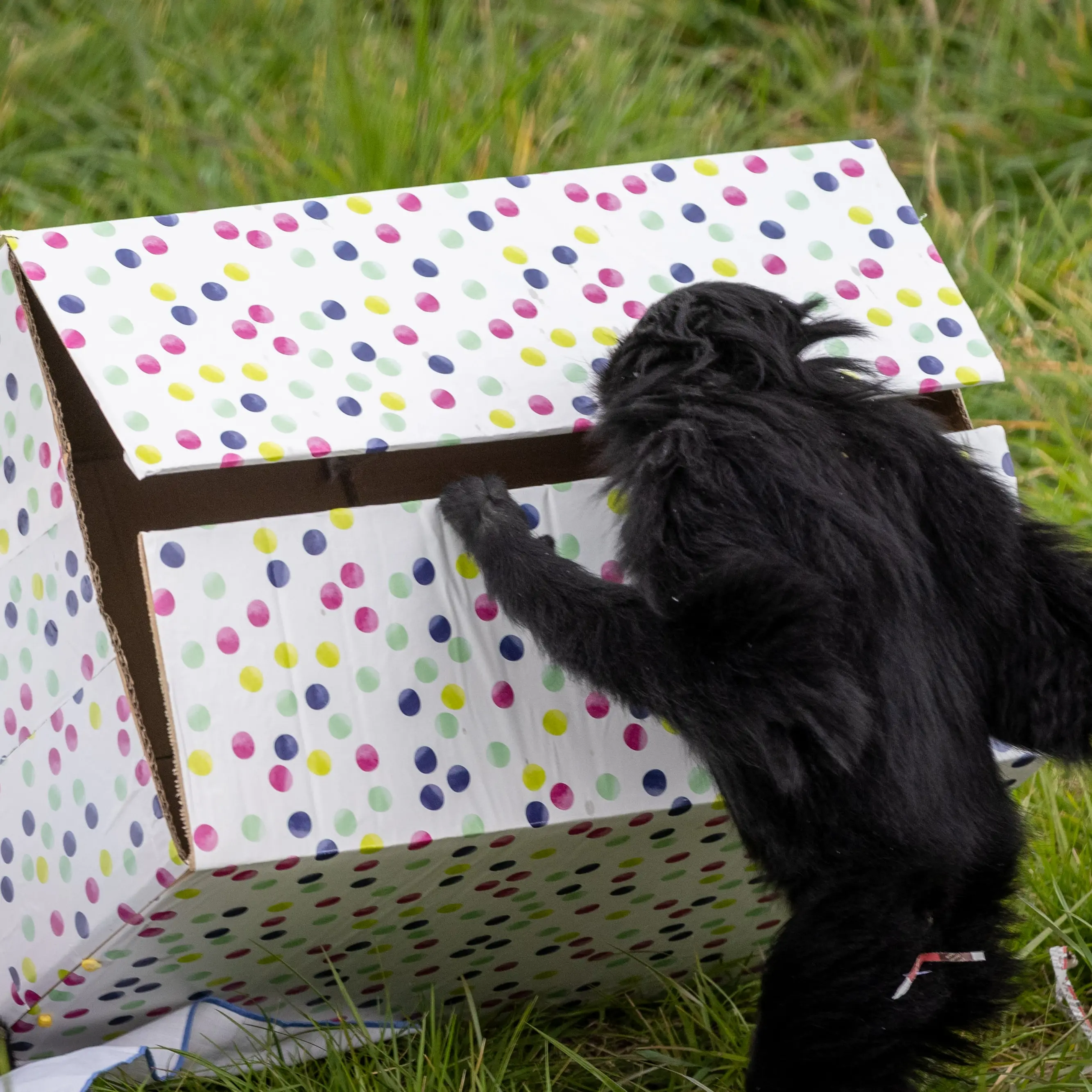 Orana Wildlife Park reaches birthday milestone