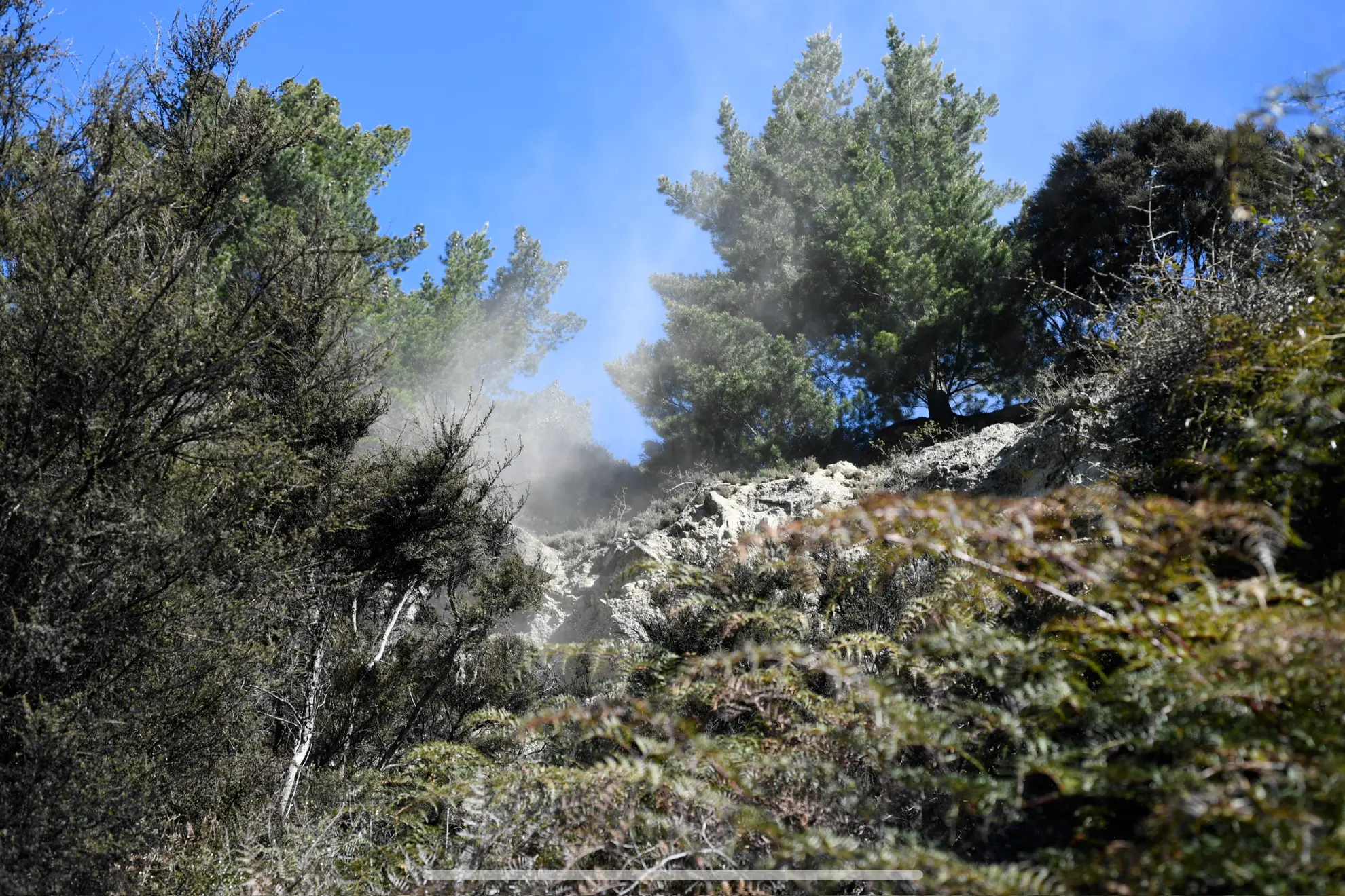 Trees above the track showing as area of instability. Photo: George Phillips