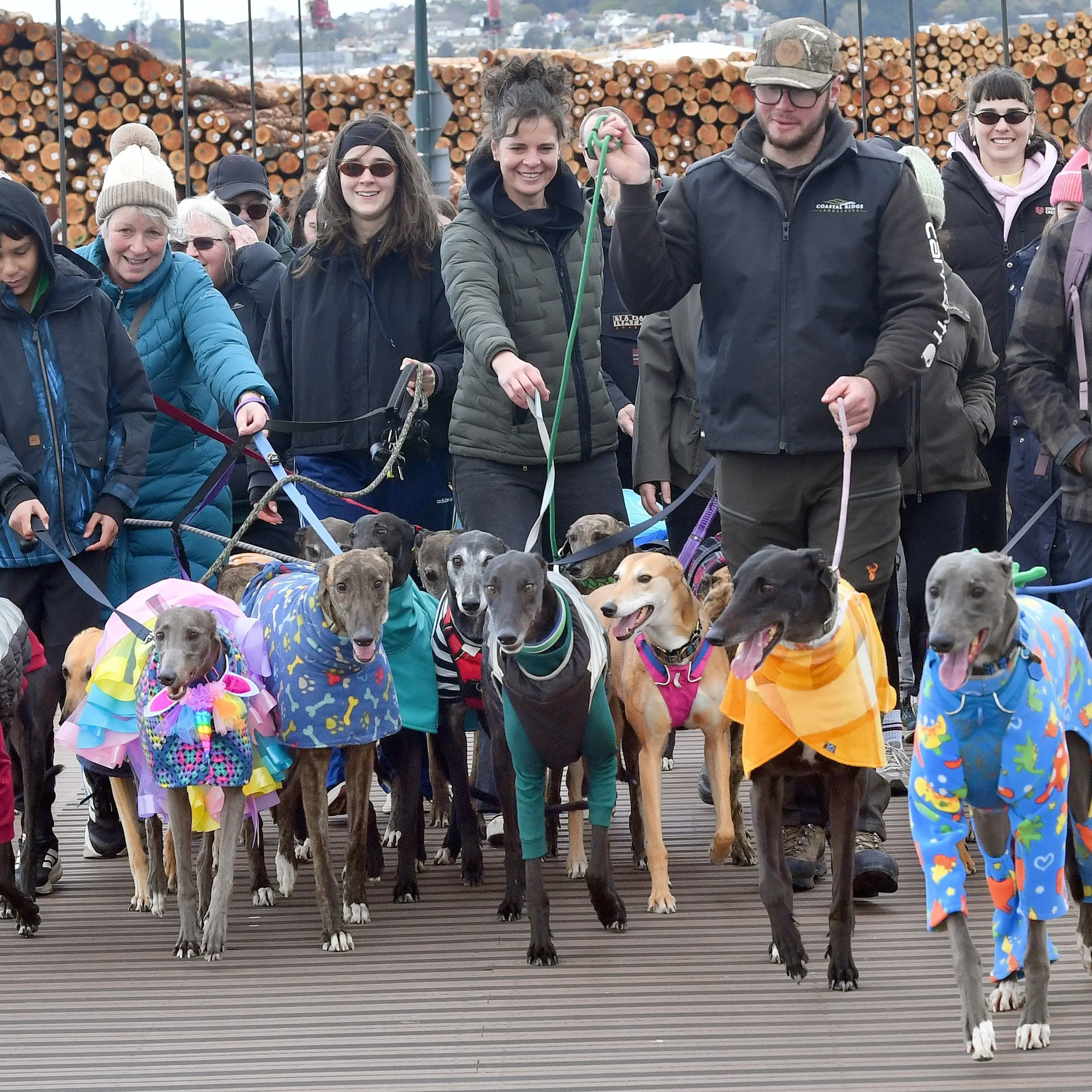 Dunedin mythical mutts meet for Great Global Greyhound Walk