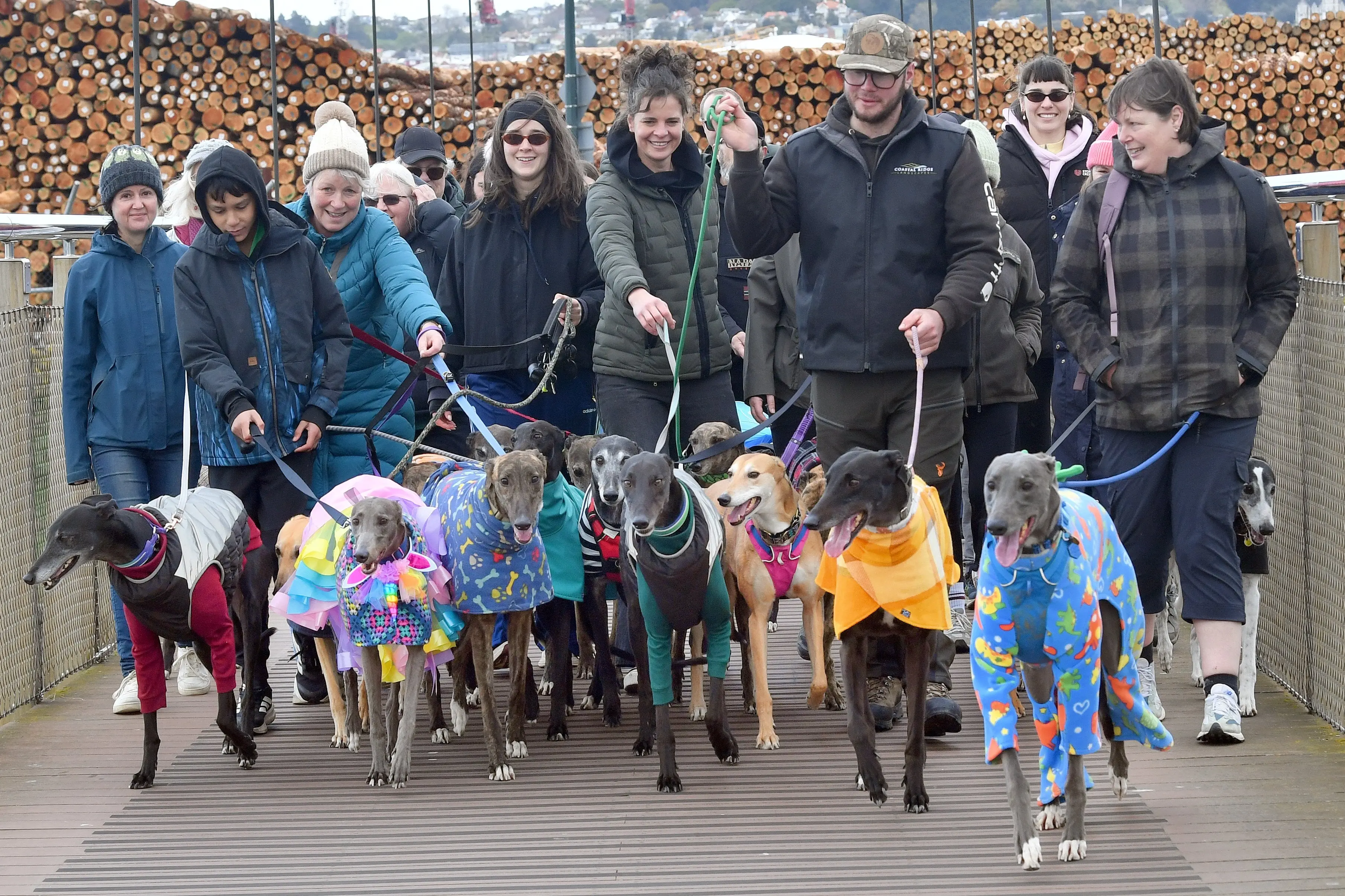 Around the world and in Dunedin, owners walked their greyhounds as part of the Great Global Greyhound Walk. Photo: Stephen Jaquiery
