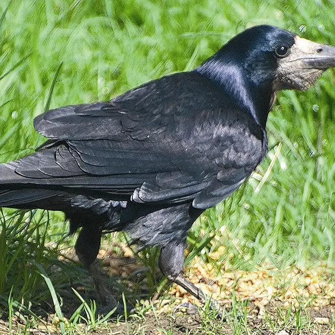 Public urged to report rook sightings