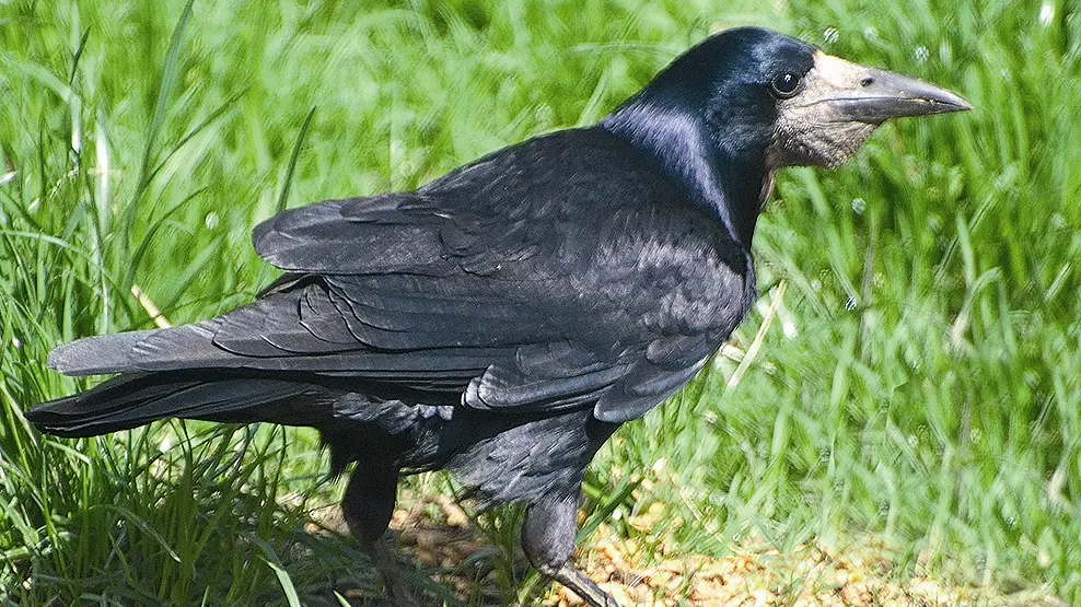 Public urged to report rook sightings