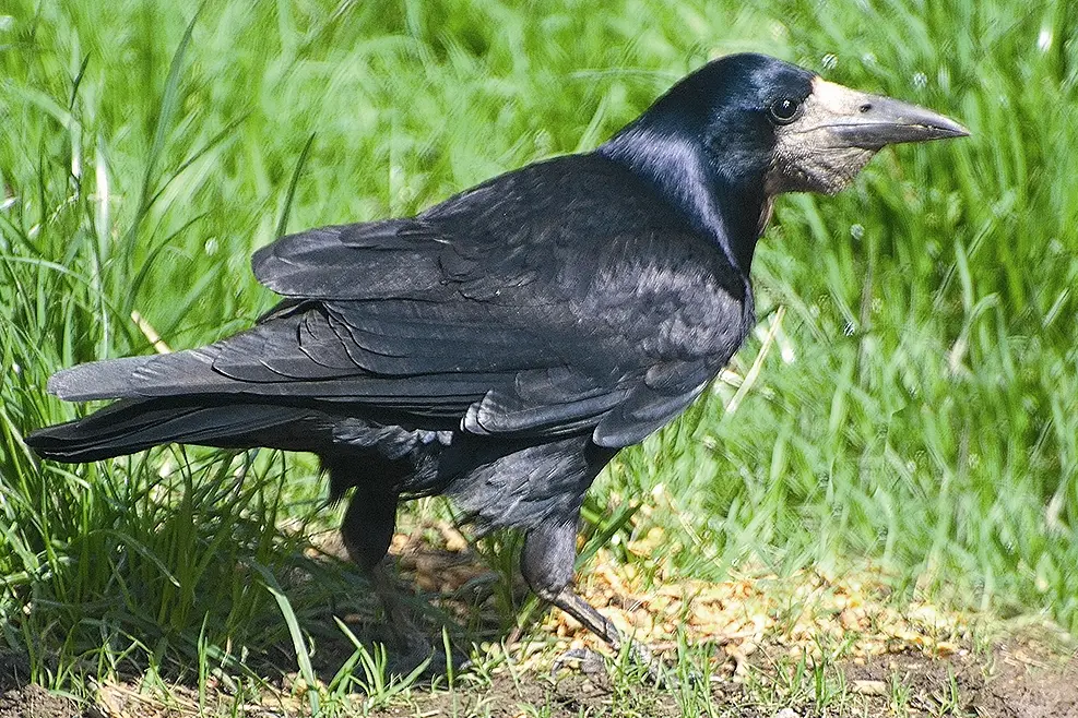 Rook . . . Environment Canterbury is appealing to anyone sighting a rook to snap a photograph and let ECan know the location of the sighting. Photo: File