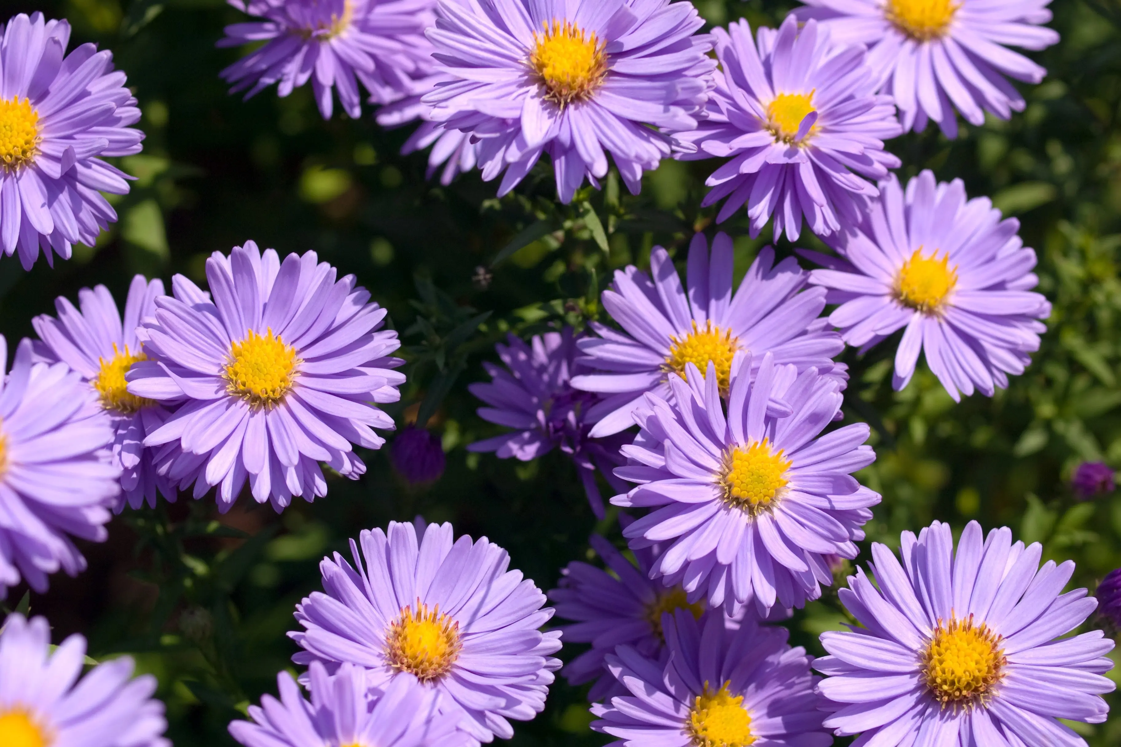 Michaelmas daisies are easy to grow and make a great display in the garden come summer. Photo: Getty Images