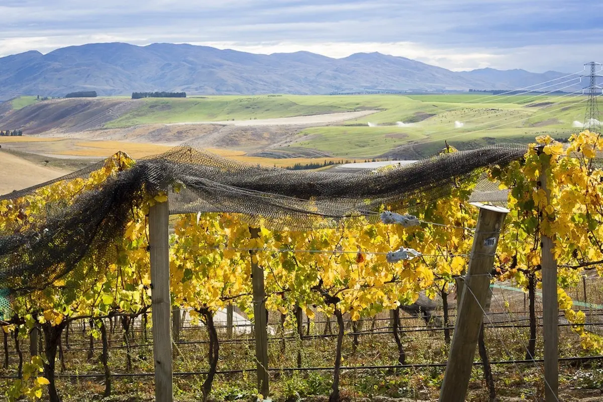 Follow the money: does that mean wine trumps gold in Bendigo? Photo: ODT Files