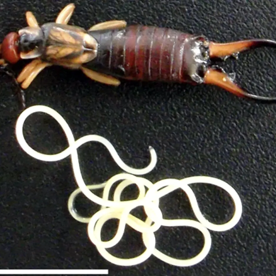 Otago scientists uncover how a mind-controlling parasitic worm is forcing its hosts to drown