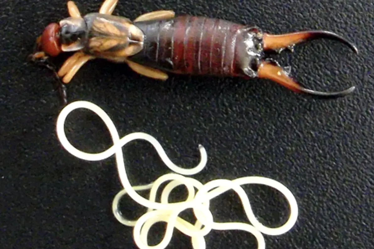 A parasite removed from an infected earwig. Photo: Robert Poulin.
