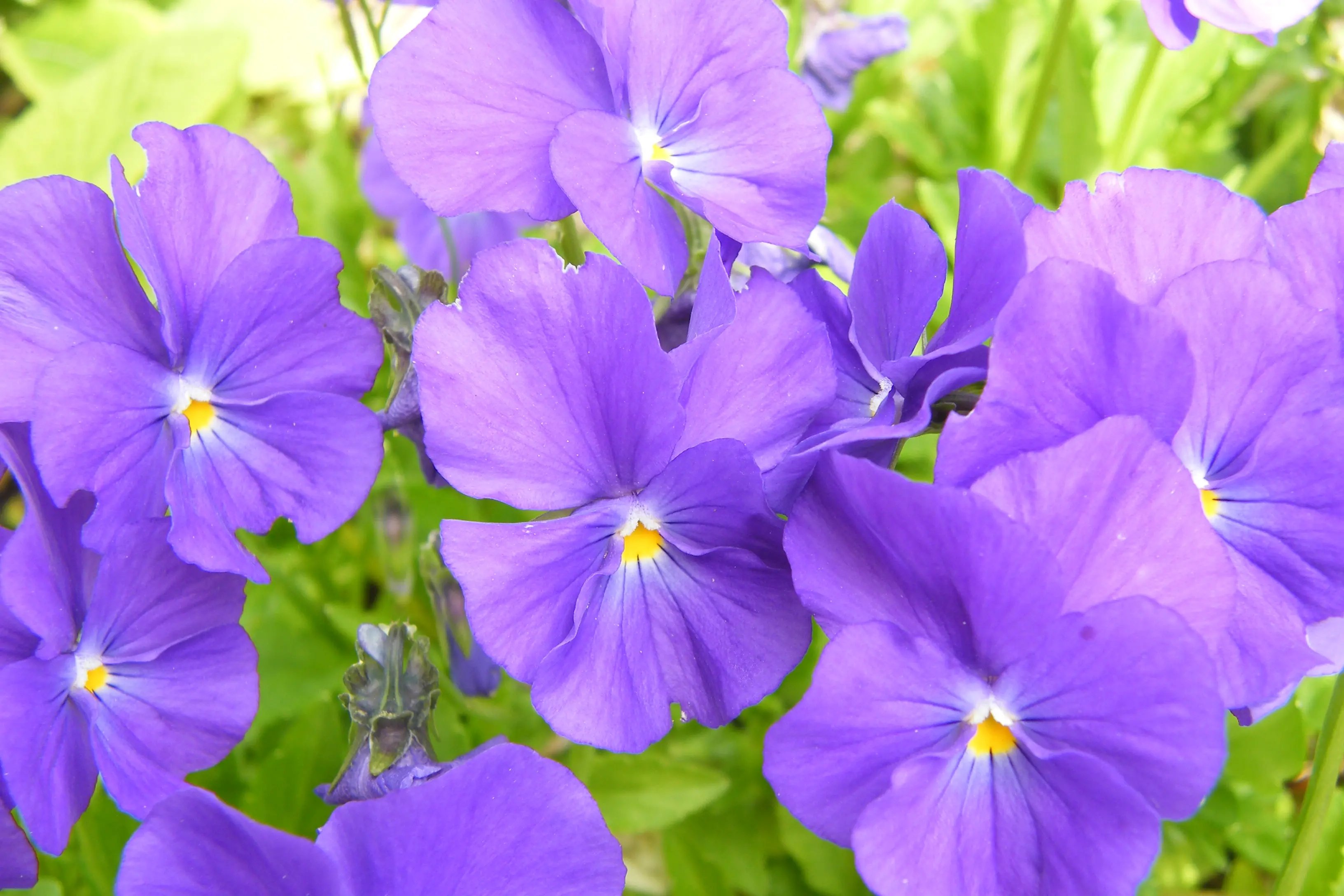 Perfect purple . . . Six gardens and five art studios will be open in Oxford on October 25 and 26 during the Art Studio & Garden trail, a fundraiser for the Oxford A&P Association. PHOTO: PAM JONES