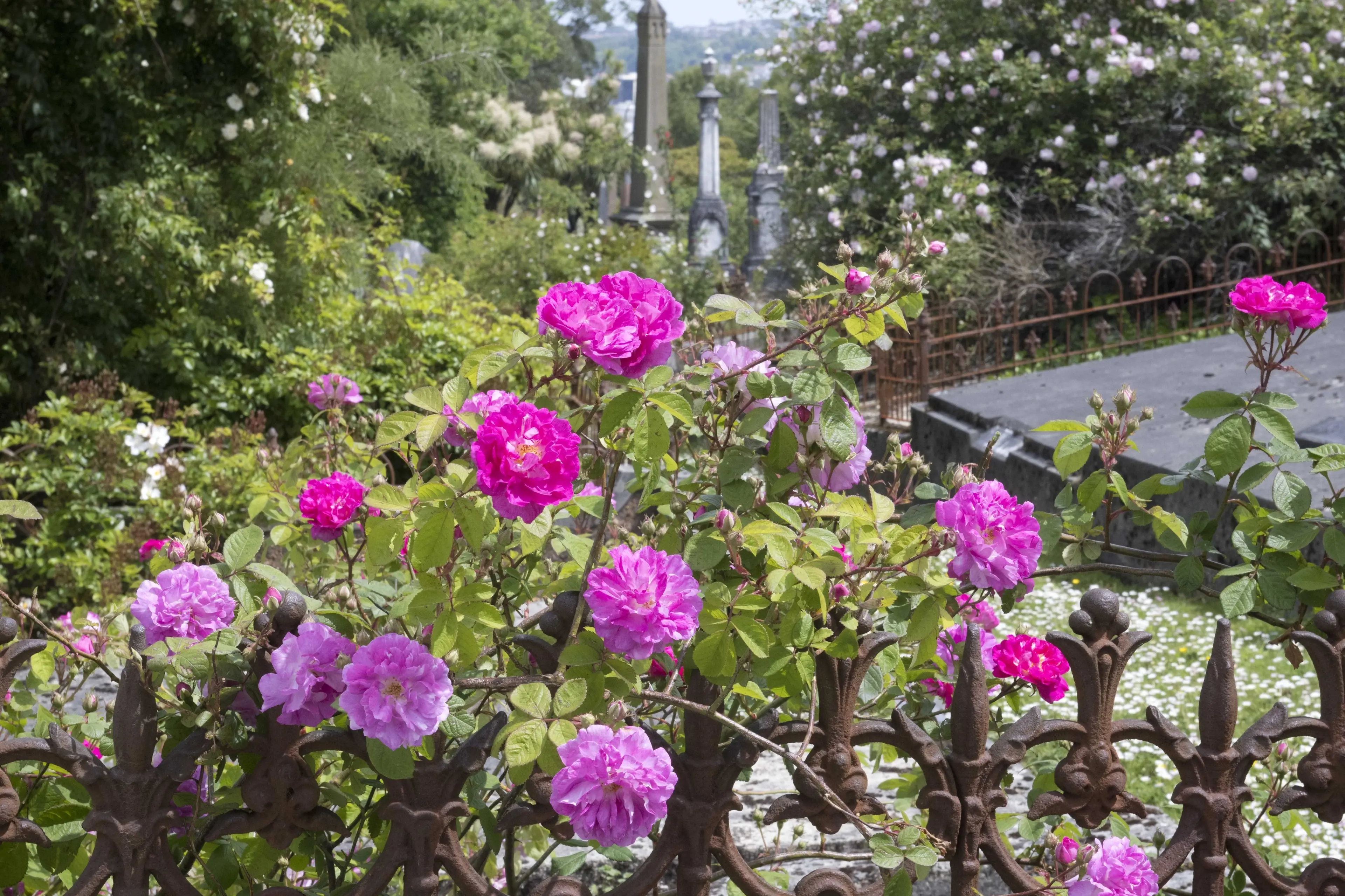 Heritage Roses Otago curates the collection of more than a thousand heritage roses at the Dunedin Northern Cemetery and will lead a public working bee on October 5 to help keep them in good order. Photo: ODT Files