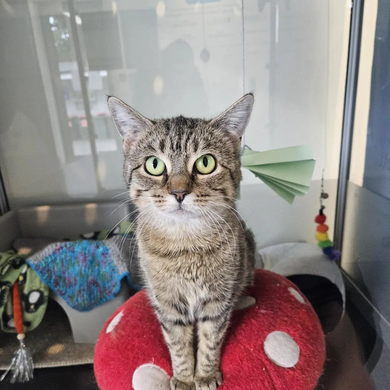 Dunedin urged to adopt some of Wellington’s approach for managing cats