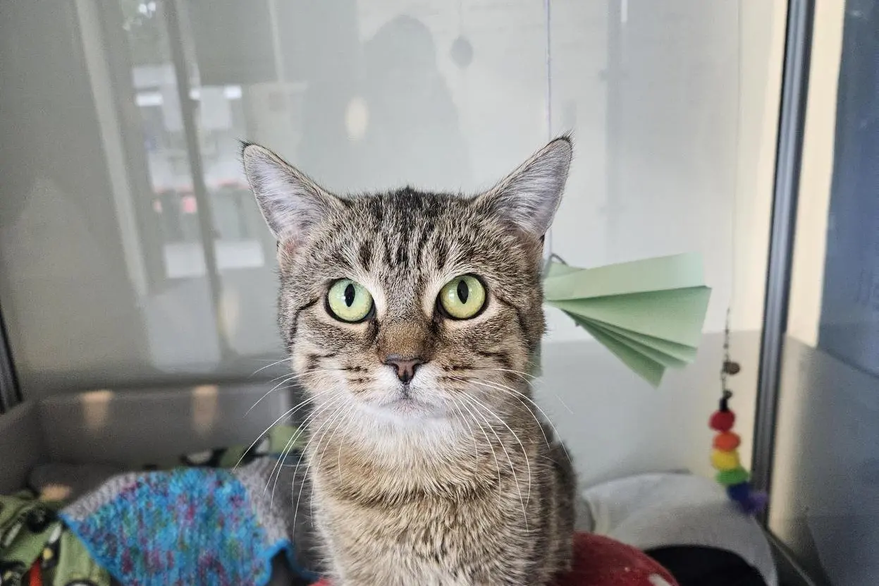 Lillypad is one cat available for adoption at the Dunedin SPCA centre. The SPCA is advocating for the Dunedin City Council to add cat clauses to its keeping of animals bylaw. Photo: Supplied