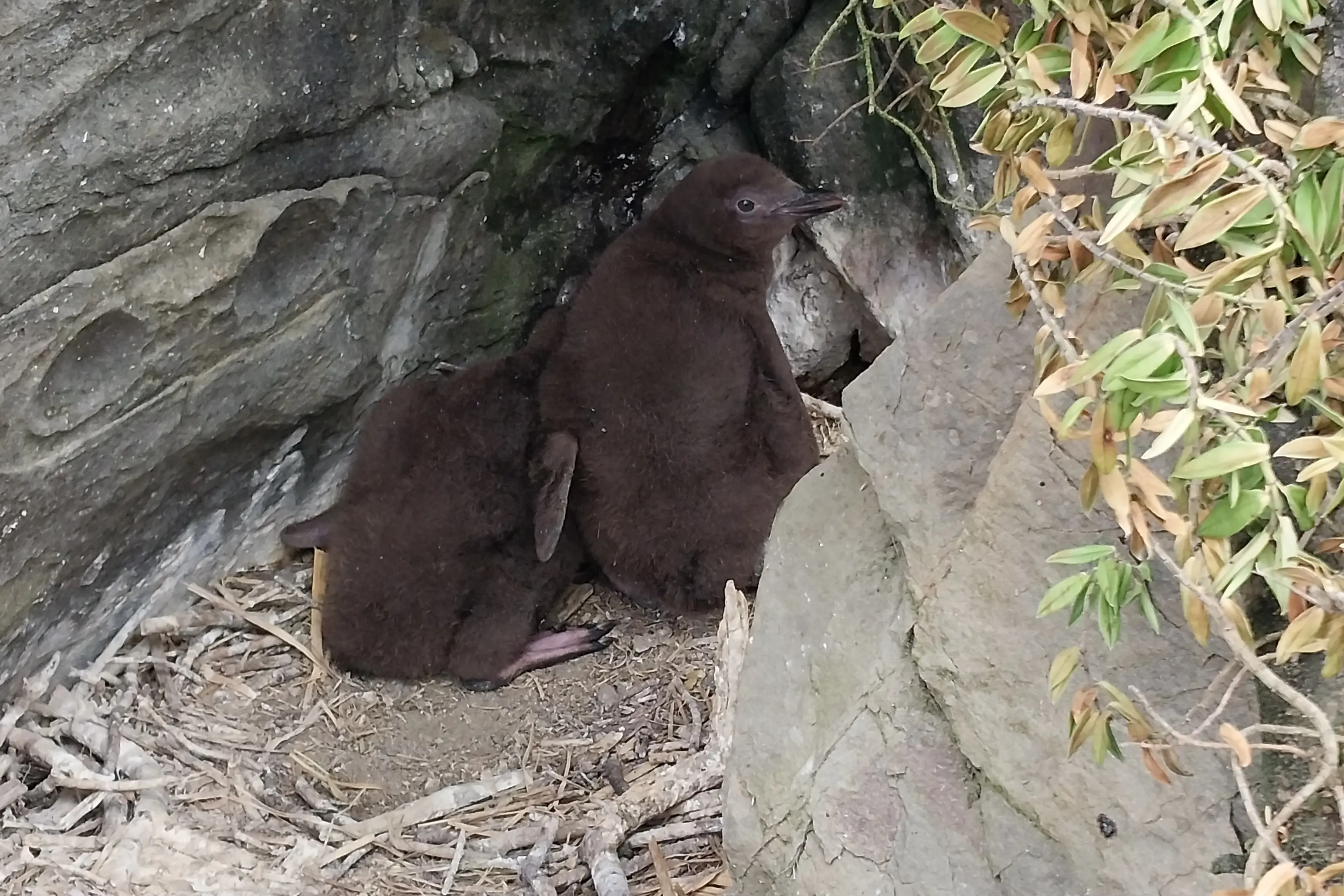 Hoiho chicks, pictured here on their nest, suffer from a respiratory virus, starvation, loss of parents and other causes of death that mean there is a very low chance of them becoming successful breeding adults. Photo: Mary Williams