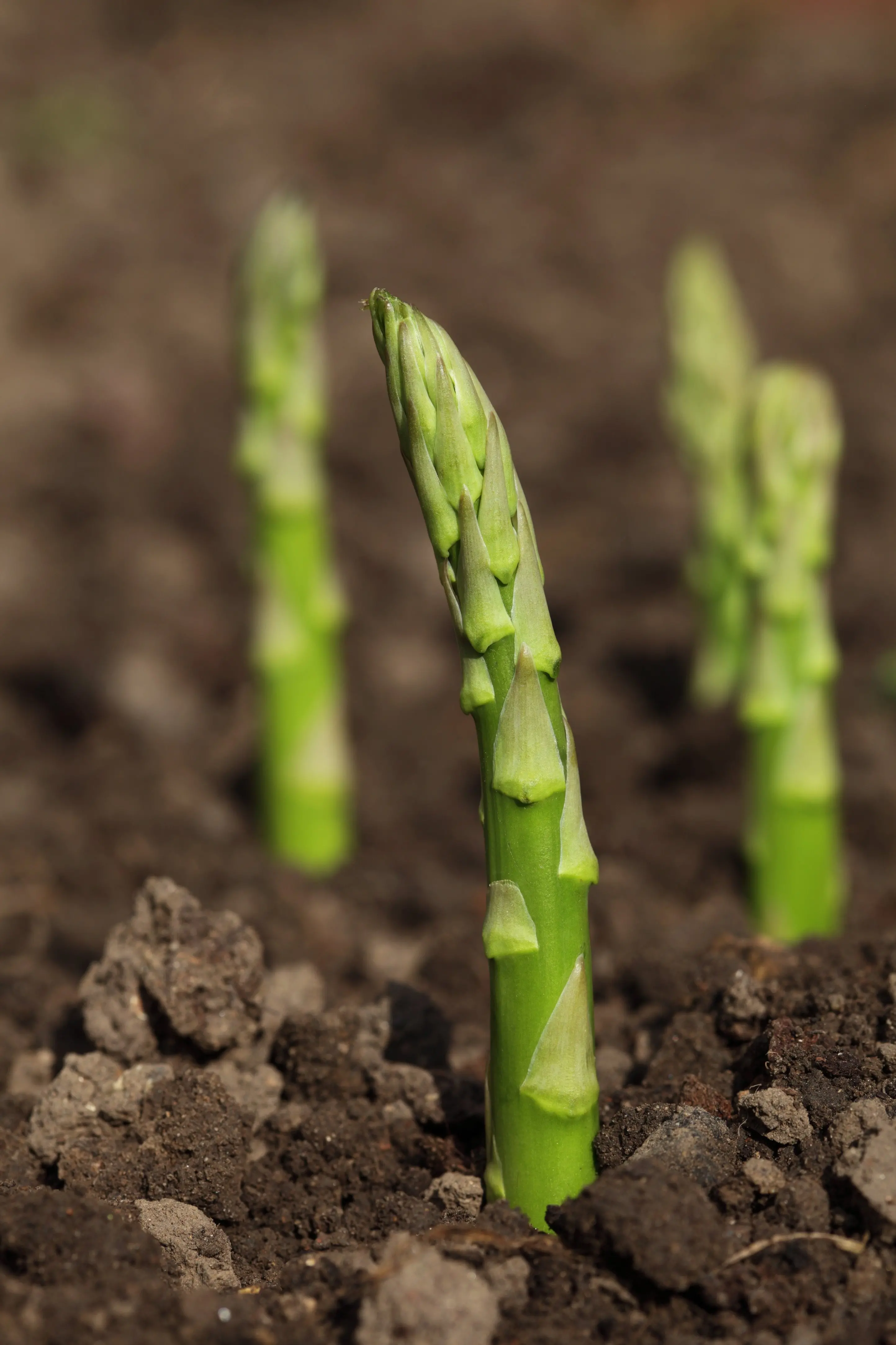 odt.co.nz - Communities are putting up green shoots